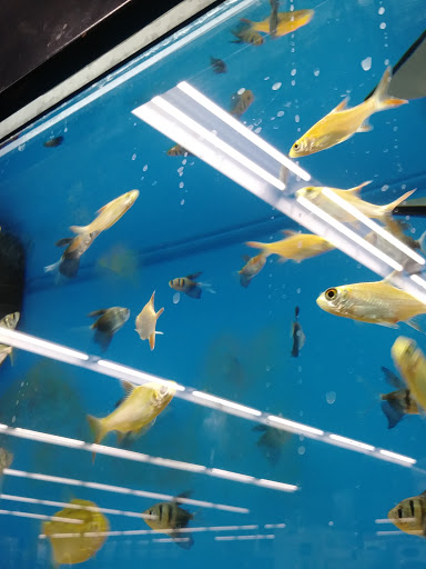 Pet Supply Store «Petco Animal Supplies», reviews and photos, 118 Highlands Square Dr, Hendersonville, NC 28792, USA