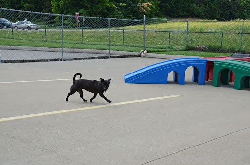 Pet Boarding Service «Pet Palace», reviews and photos, 2803 Trough Springs Rd, Clarksville, TN 37043, USA