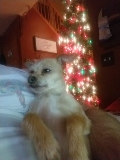 Pet Supply Store «PetSmart», reviews and photos, 2347 N Telegraph Rd, Monroe, MI 48162, USA