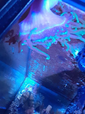 Treasures of the Sea - photo 69