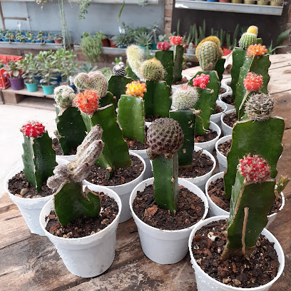 Magicos Cactus