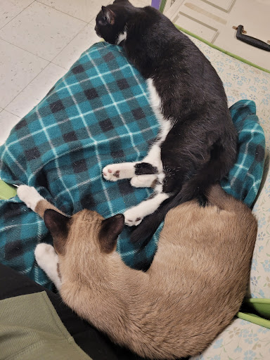 Pet Supply Store «Petco Animal Supplies», reviews and photos, 8775 SW Tualatin-Sherwood Rd, Tualatin, OR 97062, USA