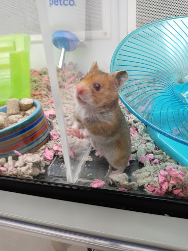 Pet Supply Store «Petco Animal Supplies», reviews and photos, 27111 167th Pl SE #113, Covington, WA 98042, USA