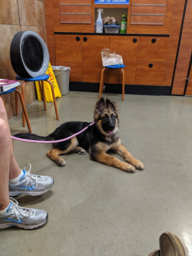 Pet Supply Store «PetSmart», reviews and photos, 225 NW Commons Loop, Lake City, FL 32055, USA