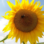 Photo n°1 de l'avis de Ulrich.c fait le 15/08/2018 à 15:37 sur le  Winzerhotel Himmelacker à Alzey