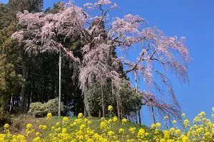 Kassenba Weeping Sakura image