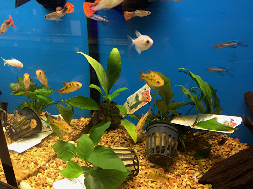 Pet Supply Store «Petco», reviews and photos, 590 E Waterfront Dr, Homestead, PA 15120, USA