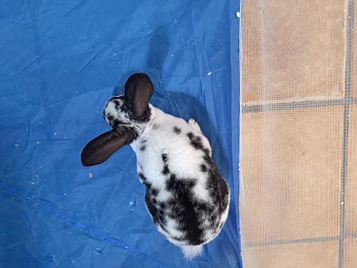 Pet Supply Store «Seascape Aquarium & Pet Center», reviews and photos, 2162 Gulf Gate Dr, Sarasota, FL 34231, USA