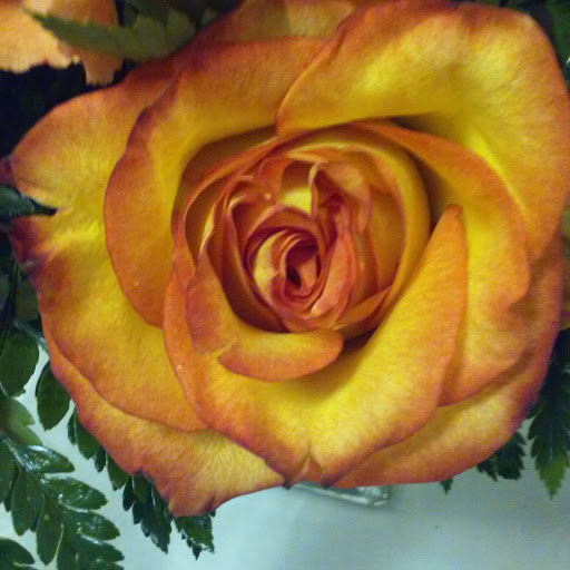 Florist «Fort Myers Flower House», reviews and photos, 3441 Fowler St, Fort Myers, FL 33901, USA