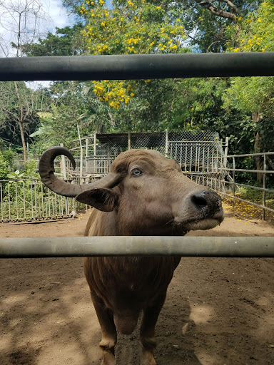Zoológico Nacional De Nicaragua