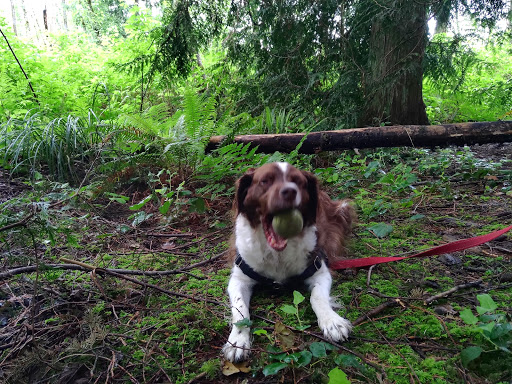 Park «Tambark Creek Park», reviews and photos, 17217 35th Ave SE, Bothell, WA 98012, USA