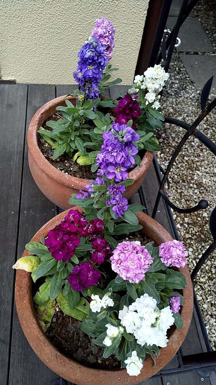 ケーヨーデイツー 国立青柳店 東京都国立市青柳 ホームセンター グルコミ