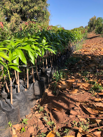 Vivero de Mangos El “Pitayo”