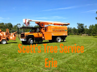 Scott"s Tree Service is great. I had my estimate the same day that I called, and the work was done within 4 days