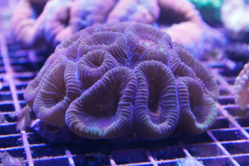 Tropical Fish Store «somethingFISHY», reviews and photos, 1977 Alafaya Trail #1091, Oviedo, FL 32765, USA