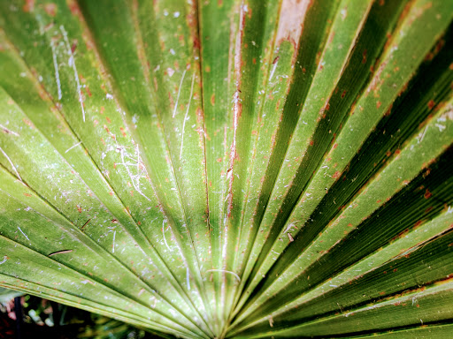 Botanical Garden «Phipps Conservatory and Botanical Gardens», reviews and photos, 1 Schenley Drive, Pittsburgh, PA 15213, USA