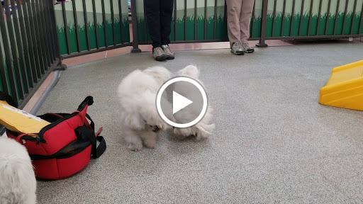 Pet Supply Store «Pet Food Express», reviews and photos, 1902 S Bascom Ave, Campbell, CA 95008, USA