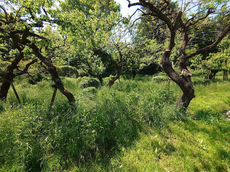 神代植物公園 梅園