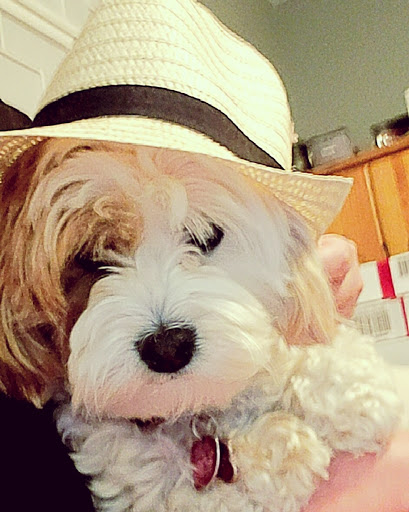 Pet Supply Store «Pet Ranch», reviews and photos, 3823 E 120th Ave, Denver, CO 80233, USA