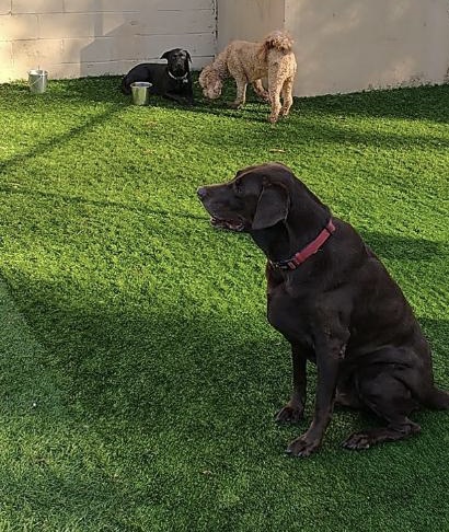 Pet Groomer «The Pet Set - Buckhead», reviews and photos, 2480 Briarcliff Rd NE #3, Atlanta, GA 30329, USA