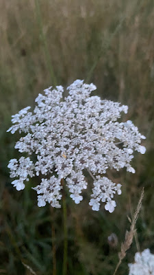 La Bonne Renommee Viroise à Vire-Normandie