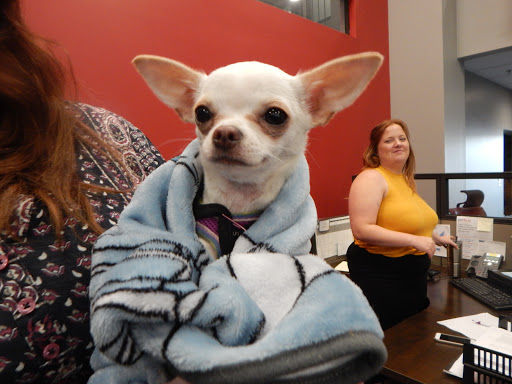 Insurance Broker «PetFirst Pet Insurance», reviews and photos