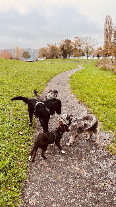 Hundefreilaufzone Tribschen Stadt Luzern