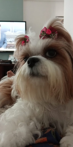 Pet Groomer «The Pet Set - Buckhead», reviews and photos, 2480 Briarcliff Rd NE #3, Atlanta, GA 30329, USA