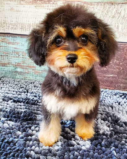 Paw Prints Pet Salon, 725 W Market St, Orwigsburg, PA 17961, USA, 