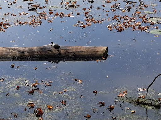 Nature Preserve «Maplewood Nature Center», reviews and photos, 2659 E 7th St, St Paul, MN 55119, USA