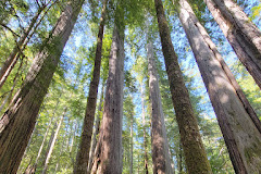 Oregon Redwoods Trail