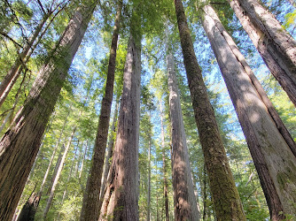 Oregon Redwoods Trail