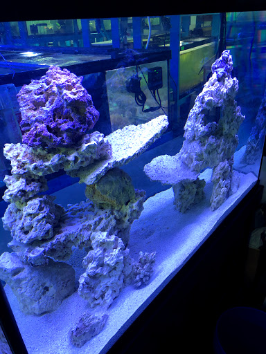 Tropical Fish Store «KHC Aquarium», reviews and photos, 150-1 Northern Blvd, Flushing, NY 11354, USA