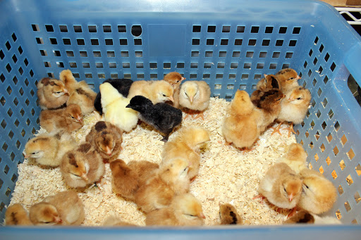 Pet Supply Store «El Granero Feed & Pet Supplies», reviews and photos, 2228 Church Ln, San Pablo, CA 94806, USA