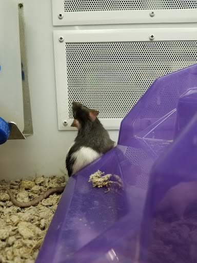 Pet Supply Store «Petco Animal Supplies», reviews and photos, 22000 Dulles Retail Plaza #110, Sterling, VA 20166, USA