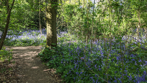 Spinney woods