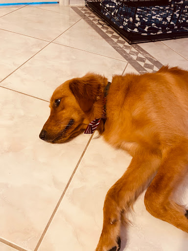 Pet Supply Store «PetSmart», reviews and photos, 919 Lakeland Park Center Dr Unit 380, Lakeland, FL 33809, USA