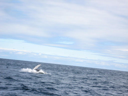 Cruise Agency «Capt. Bill & Sons Whale Watch», reviews and photos, 24 Harbor Loop, Gloucester, MA 01930, USA