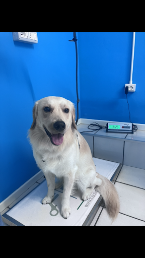 Pensioni per cani e dog hotel a Dott. Antonio Spina