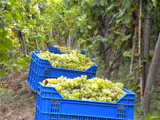 Cantine Antonio Mazzella sas - Vigna del lume, Vino Ischia, Ischia Biancolella, Viticoltura eroica