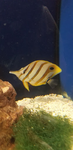 Pet Supply Store «Pet Station Jackson», reviews and photos, 1617 E Michigan Ave, Jackson, MI 49202, USA