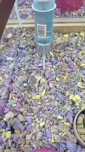 Pet Store «Petland Las Vegas», reviews and photos, 8800 W Charleston Blvd #3, Las Vegas, NV 89145, USA