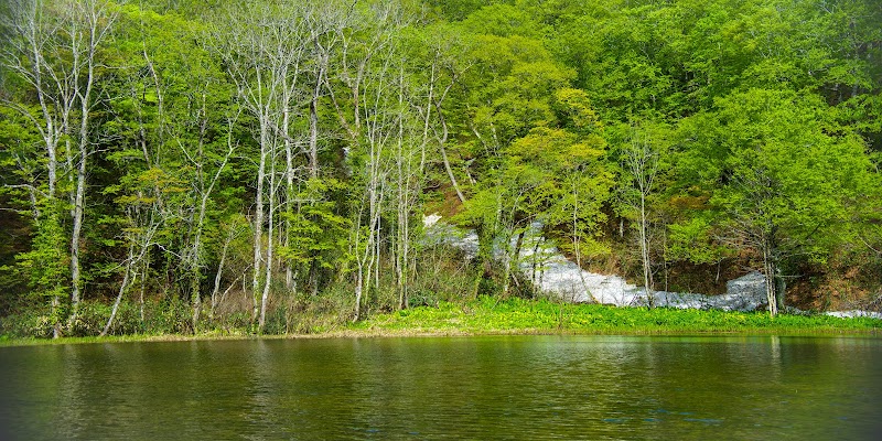 田代沼水生植物群落