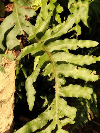 Park «Lake Lily Park», reviews and photos, 900 S Orlando Ave, Maitland, FL 32751, USA