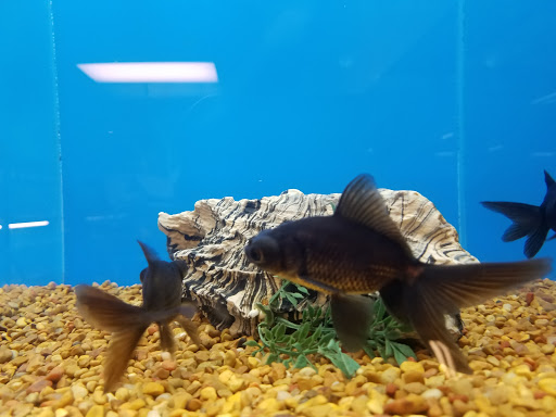 Pet Supply Store «PetSmart», reviews and photos, 3101 Market Center Drive, Morrisville, NC 27560, USA