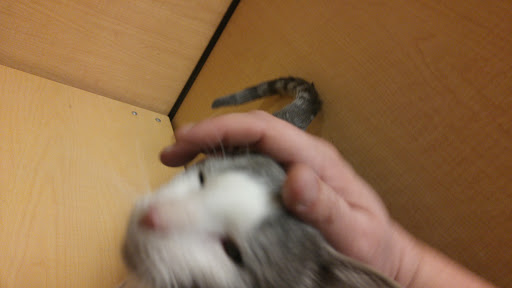 Pet Supply Store «PetSmart», reviews and photos, 1042 Fairplain Dr, Benton Harbor, MI 49022, USA