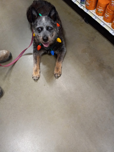 Pet Supply Store «PetSmart», reviews and photos, 225 NW Commons Loop, Lake City, FL 32055, USA