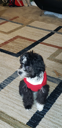 Pet Supply Store «PetSmart», reviews and photos, 3520 S El Camino Real, San Mateo, CA 94403, USA