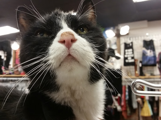 Used Clothing Store «iconoCLAD», reviews and photos, 414 300 S, Salt Lake City, UT 84111, USA