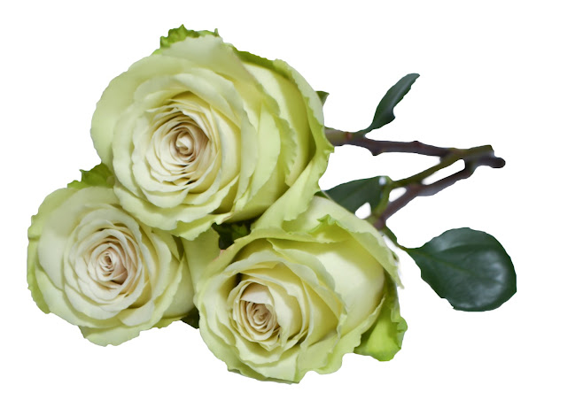 Naranjo Roses Ecuador S.A. - Floristería